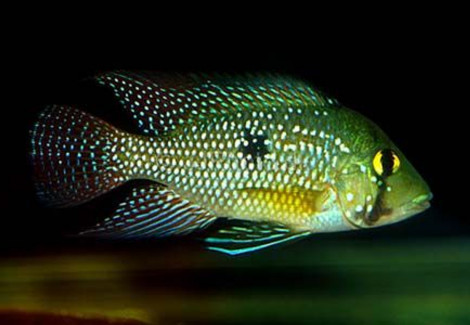 Geophagus Iporangensis 4