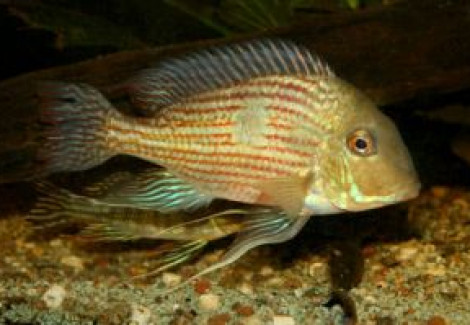 Geophagus Sp. Pindare 4-5