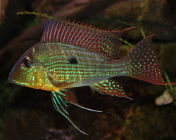 Geophagus Surinamensis 6-7