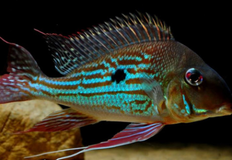 Geophagus Winemilleri 4-5