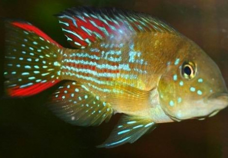 Gymnogeophagus Rhabdotus 2-3