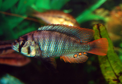 Haplochromis Obliquidens Blue 4-5