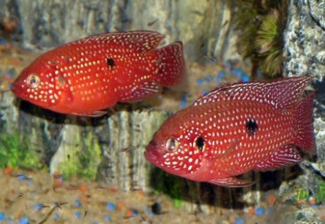 Hemichromis Lifalili 5-6