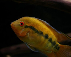 Herotilapia Multispinosa 3-4