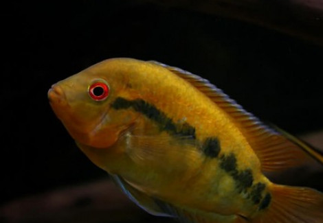 Herotilapia Multispinosa 3-4