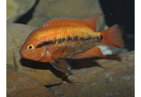 Herotilapia Multispinosa Orange 4-5