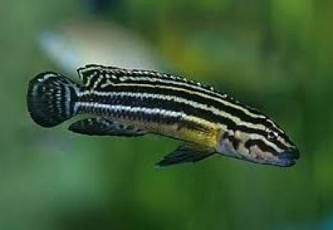 Julidochromis Regani 4-5Cm