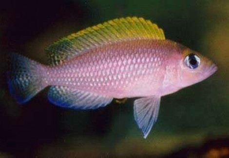 Lamprologus Caudopunctatus Kapampa Orange 3,5-4Cm