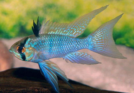 Mikrogeophagus Ramirezi Elec. Blue Long Fin 4-4,5
