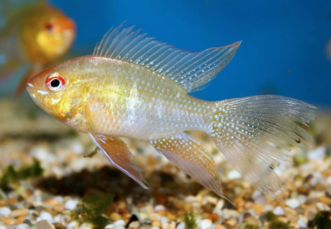 Mikrogeophagus Ramirezi Gold L.Fin (3,5-4)L