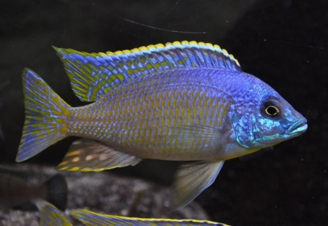 Otopharynx Blue Face 3-4Cm