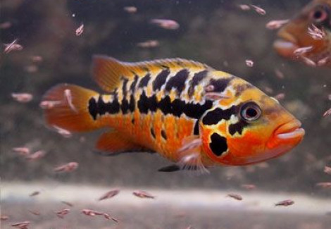 Parachromis Motaguensis 2,5-3