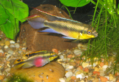 Pelvicachromis Pulcher Yellow 4-5