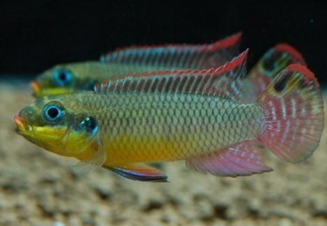 Pelvicachromis Taeniatus Nange 4-5Cm