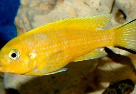 Pseudotropheus Daktari 3-4
