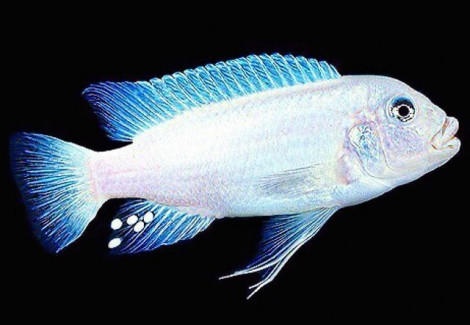 Pseudotropheus/Maylandia Callanois Pearl White 3,5