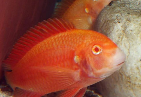 Tropheus Moorii Chipimbi Albin 3-3,5