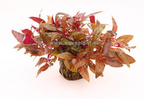 Alternanthera Cardinalis Jumbo Pot 8Cm