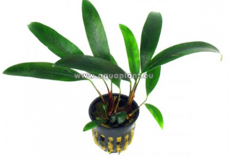 Anubias Afzeli