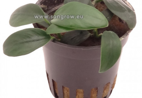 Anubias Bateri Var. Nana 'Bolang'
