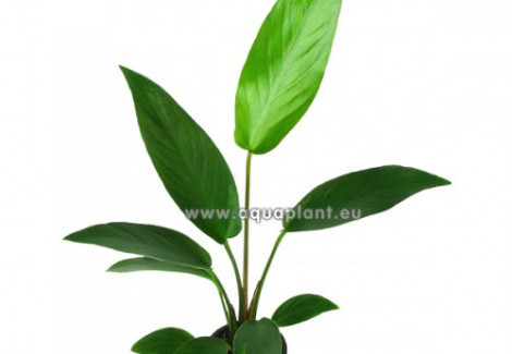 Anubias Hastifolia