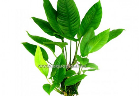 Anubias Heterophylla Big