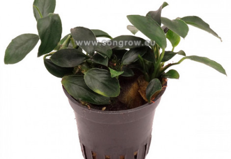 Anubias Nana Paxing