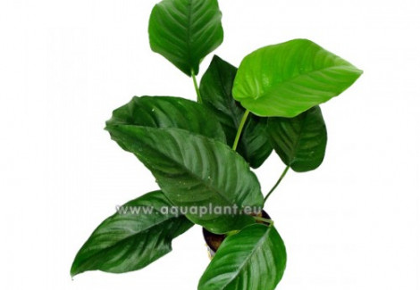 Anubias Saggitte