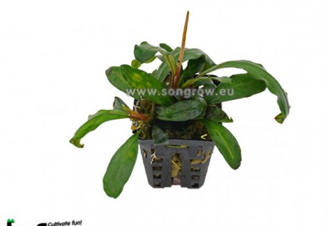 Bucephalandra Badanka