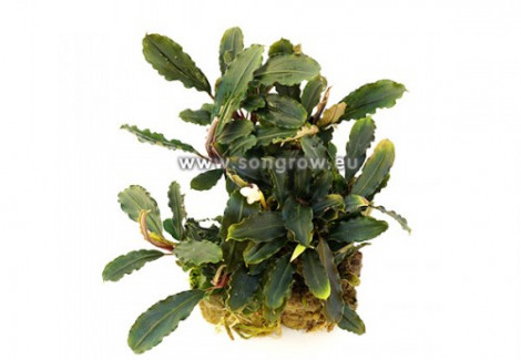 Bucephalandra Deep Purple
