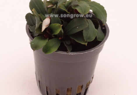 Buchephalandra Sp. Mini Red