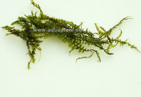 Cameroon Moss (Plagiochilaceae Sp.) - Mini Cup 50 Ml