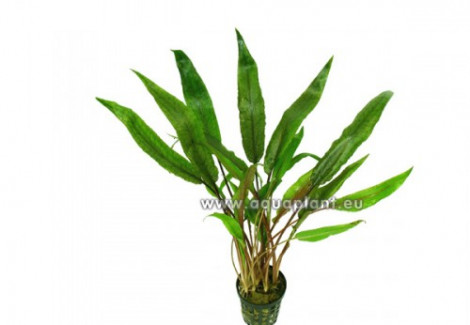 Cryptocoryne Lutea