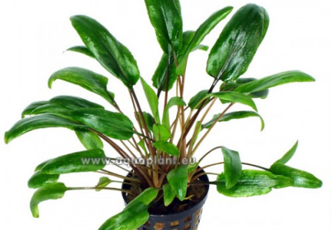 Cryptocoryne Species Green
