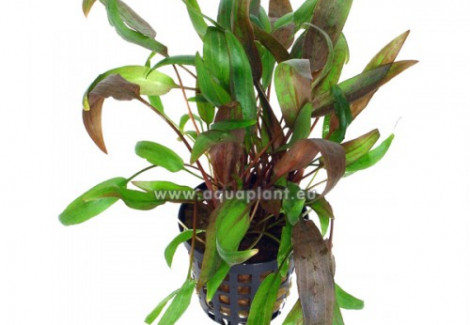 Cryptocoryne Wendtii Brown
