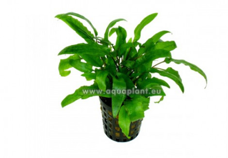 Cryptocoryne Wendtii Green