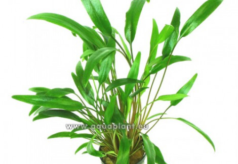 Cryptocoryne X Willissii Nevellii