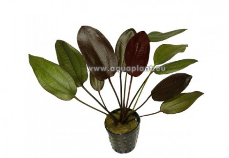 Echinodorus Aflame