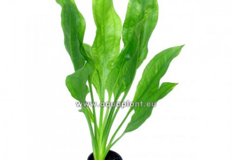 Echinodorus Amazonicus (Syn: E. Grisebachii Amazonicus)