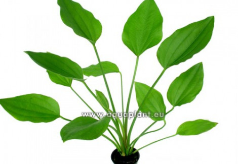 Echinodorus Argentinensis
