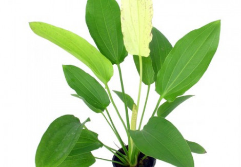 Echinodorus Oriental