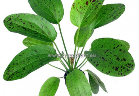 Echinodorus Ozelot Green