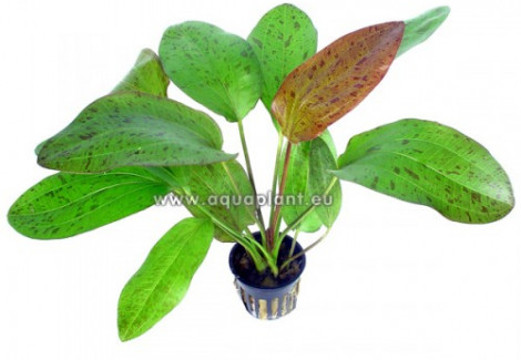 Echinodorus Ozelot Red