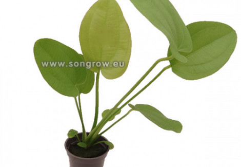 Echinodorus Radicans