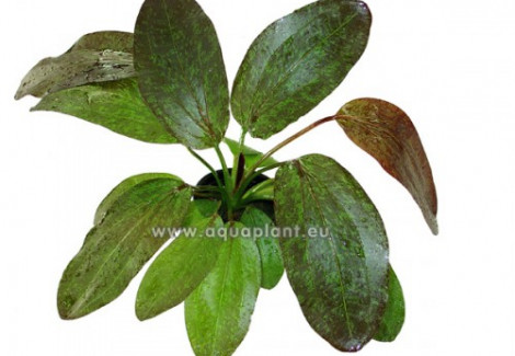 Echinodorus Red Flame