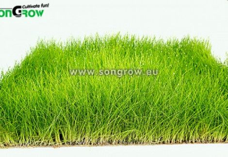 Eleocharis Parvula (Previously: E. Acicularis)  20 X 15 Cm