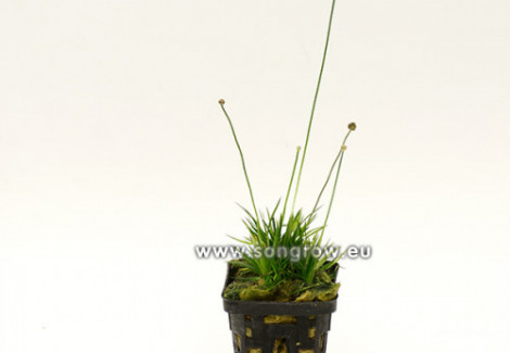 Eriocaulon Cinereum Polaris