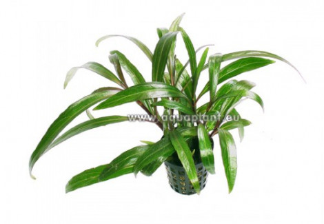 Eriocaulon Species (Looks Like Hygrophila)