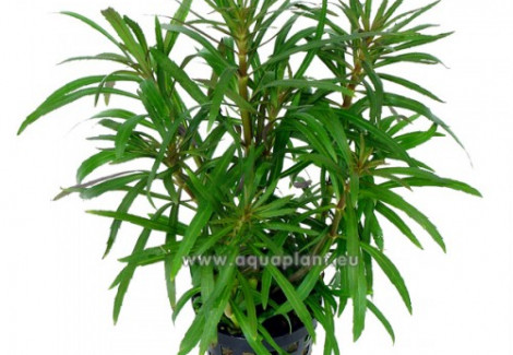 Eusteralis Stellata Large Leaves (Syn: Pogostemon Stellatus Sp.)