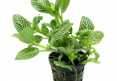 Fittonia Green